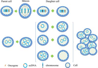 Extrachromosomal circular DNA in cancer drug resistance and its potential clinical implications